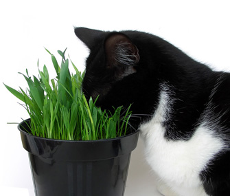 什么是猫薄荷？猫薄荷对猫有什么影响